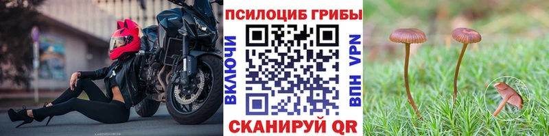 магазин продажи   Каргат  Псилоцибиновые грибы GOLDEN TEACHER 